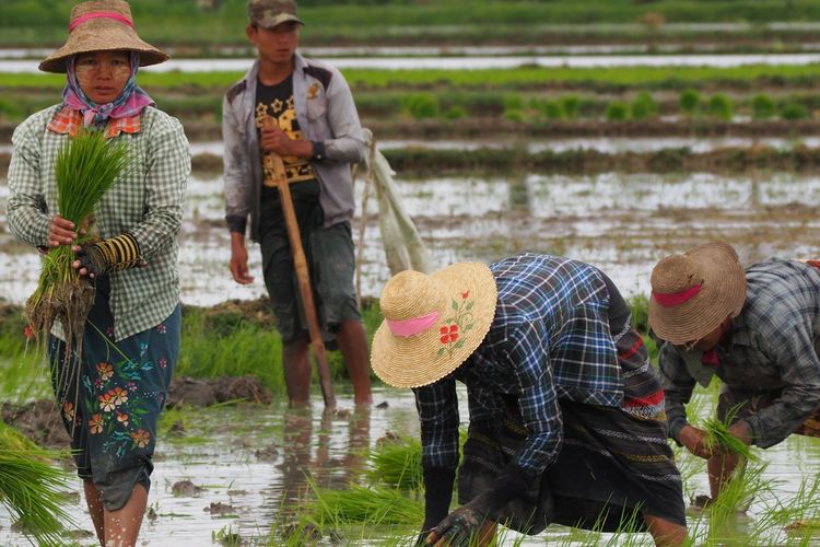 Ilustrasi petani, petani menanam padi. 