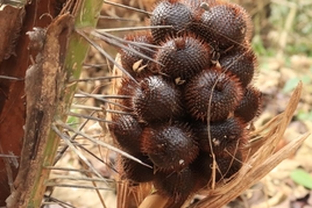 Ilustrasi pohon salak