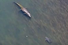 Saling Berhadapan di Perairan Australia, Hiu Banteng Kabur Lihat Buaya 4,8 Meter