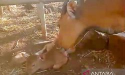 Bayi Jantan Banteng Jawa Lahir di Taman Nasional Baluran Situbondo