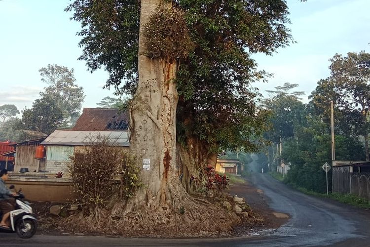  Pohon Randu  Alas Ambruk di Bawahnya Ditemukan Struktur 