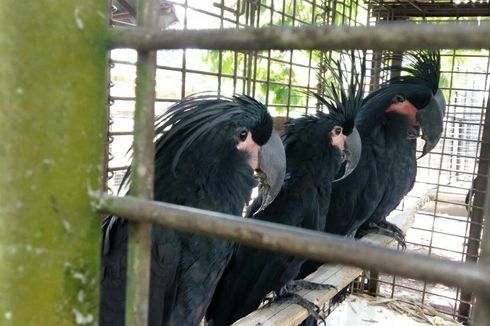 5 Fakta di Balik Penyelundupan Kakatua di Riau, Mati Satu Ekor hingga Dijual Ratusan Juta