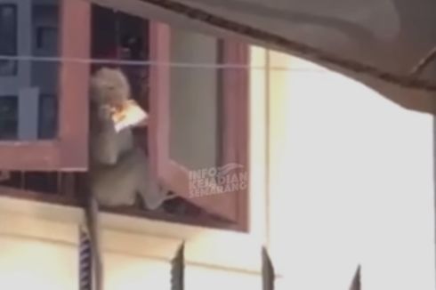 Video Viral Monyet Masuk Rumah dan Curi Mi Instan, Ini Kata BKSDA