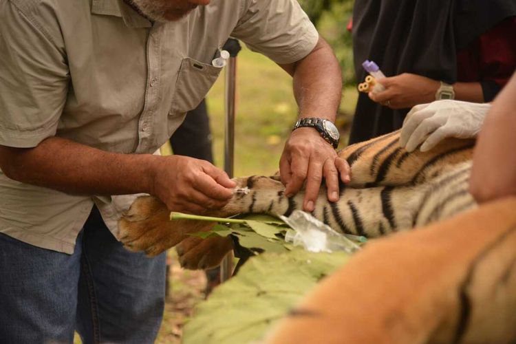 Tim dokter memeriksa kesehatan harimau sumatera (Panthera tigris sumatrae) yang masuk kandang jebak di areal kebun warga di Dusun Aras Napal Kiri, Desa Bukit Mas, Kecamatan Besitang, Langkat pada 21 Desember 2022. Sampai saat ini masih di dalam kandang dalam pemantauan BBKSDA Sumut dan tim dokter hewan. Harimau tersebut dalam kondisi sehat.