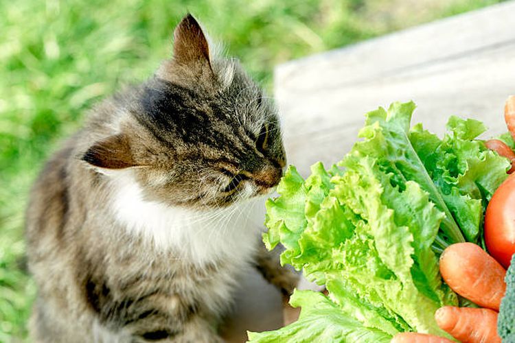 Amankah jika kucing makan sayuran?