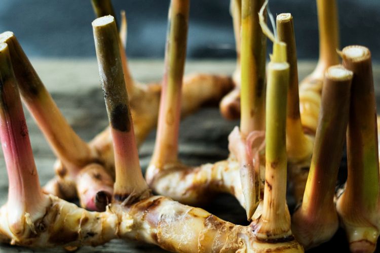 Ilustrasi lengkuas, rimpang lengkuas