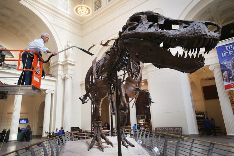 Ahli geologi Bill Simpson membersihkan Sue, Tyrannosaurus Rex yang berusia 67 juta tahun yang dipajang di Field Museum pada 12 November 2013 di Chicago, Illinois.