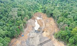 Hutan Pendidikan Umnul yang Diserobot Tambang Ilegal Jadi Habitat Satwa Dilindungi