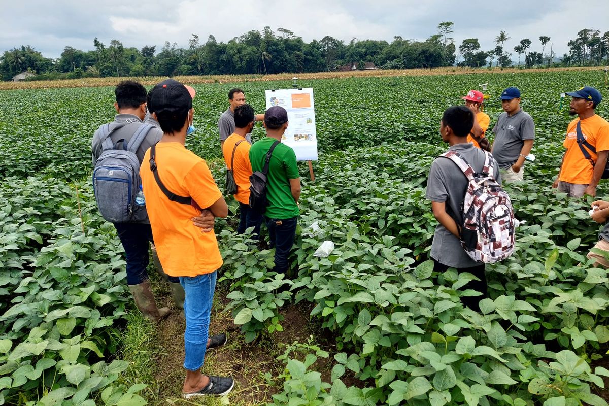 Sejumlah petani mengikuti asistensi teknis oleh PT GMIT dalam merawat tanaman edamame