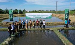 Kementerian KP Luncurkan Pilot Project Budi Daya Udang Tradisional Plus di Sulsel
