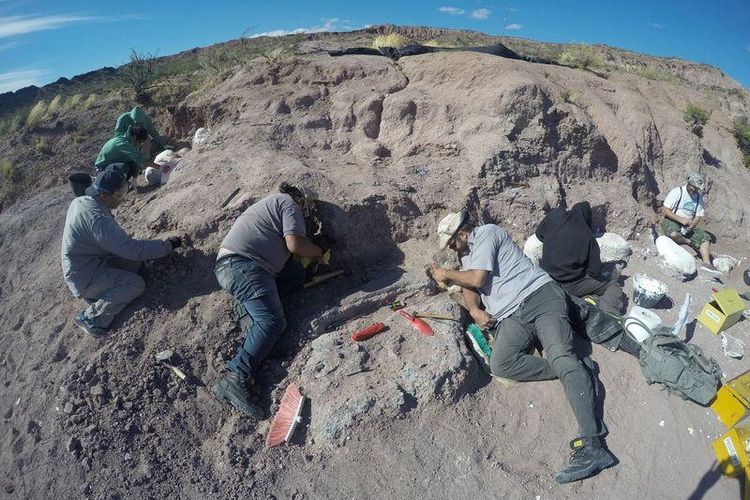 Ilmuwan palaeontologi menggali fosil titanosaurus, dinosaurus raksasa pemakan tumbuhan, di provinsi Neuquen, Argentina. Fosil dinosaurus tersebut kemungkinan milik keluarga titanosaurus tertua.