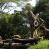 taman safari kena ganjil genap