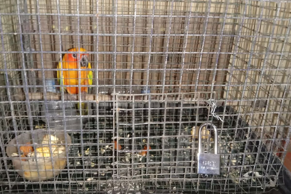 Salah satu burung sun conure yang belum sempat dijual oleh pelaku, turut diamankan pihak kepolisian sebagai barang bukti. *** Local Caption *** Salah satu burung sun conure yang belum sempat dijual oleh pelaku, turut diamankan pihak kepolisian sebagai barang bukti.