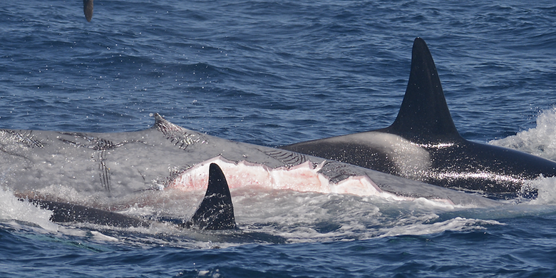 Kawanan orca bekerja sama untuk menyerang dan memangsa paus biru 