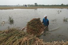 Sawah Terendam, Petani Karawang Memanen Padi dengan Rakit