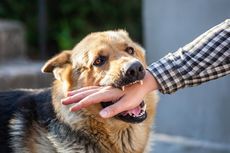 8 Cara Menghentikan Kebiasaan Menggigit pada Anjing Peliharaan