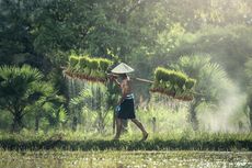 Mantan Wamentan: Pendapatan Petani Indonesia Rata-rata Rp 1 Juta, Masih di Bawah UMP