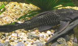 Kenapa Ikan Sapu-Sapu Jadi Indikator Pencemaran Lingkungan?