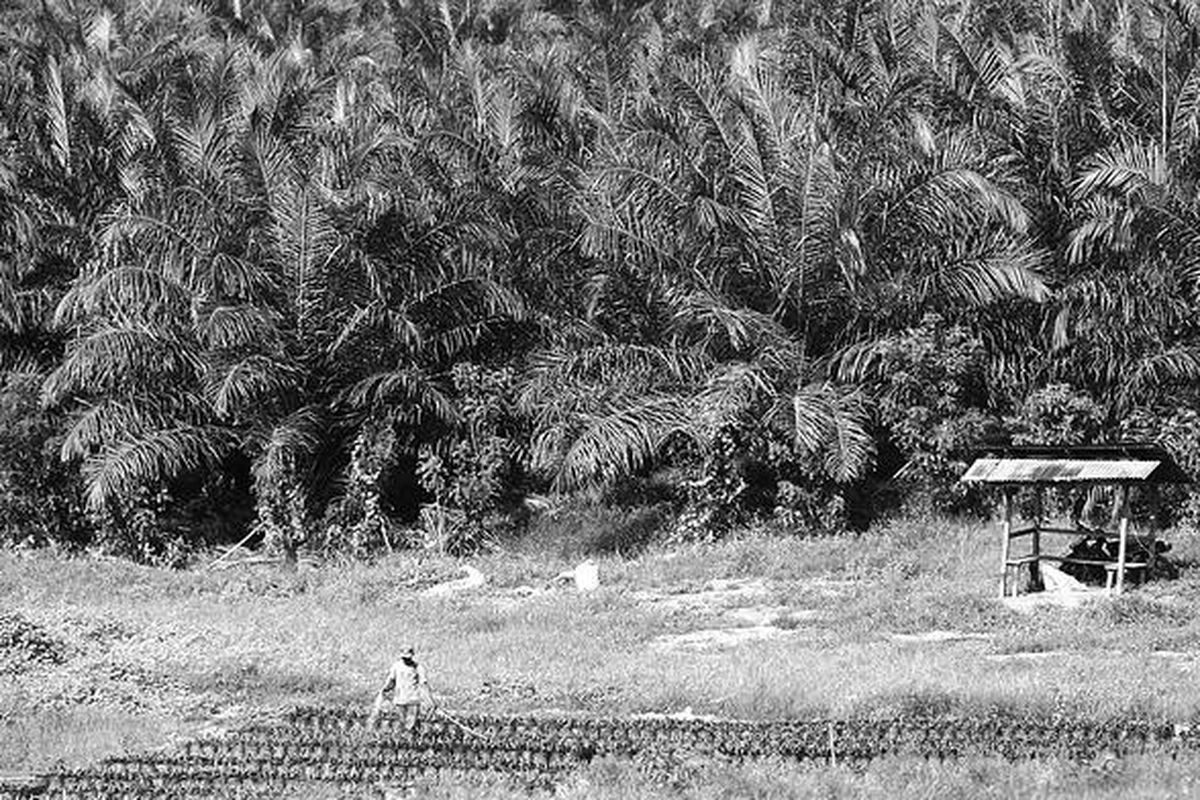 Seorang pekerja menyirami tanaman kelapa sawit hasil pembibitan di salah satu perkebunan di Bukit Sentang, Kabupaten Langkat, Minggu (13/4). Tanaman muda itu dipersiapkan untuk mengganti pohon-pohon kelapa sawit yang sudah tua.  