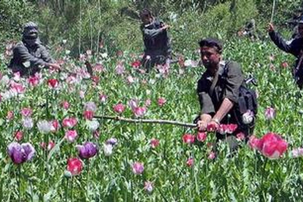 Para petugas anti-narkotika Afganistan menghancurkan bunga poppy di distrik Shindand, Afganistan. Namun upaya mereka untuk mengelimasi perdagangan narkoba membuat para petani opium berada dalam kondisi tanpa belas kasihan di hadapa para bandar narkoba.