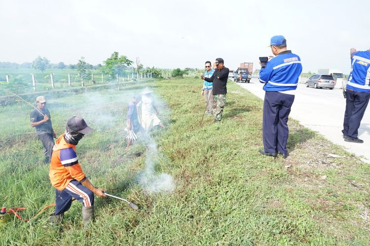 Petani Kabupaten Madiun memburu hama tikus dengan pengasapan dan pengapian yang bersembunyi di pinggir ruas tol Madiun-Surabaya. Hama tikus banyak lari masuk bersembunyi di tol setelah diburu petani di areal sawahnya.