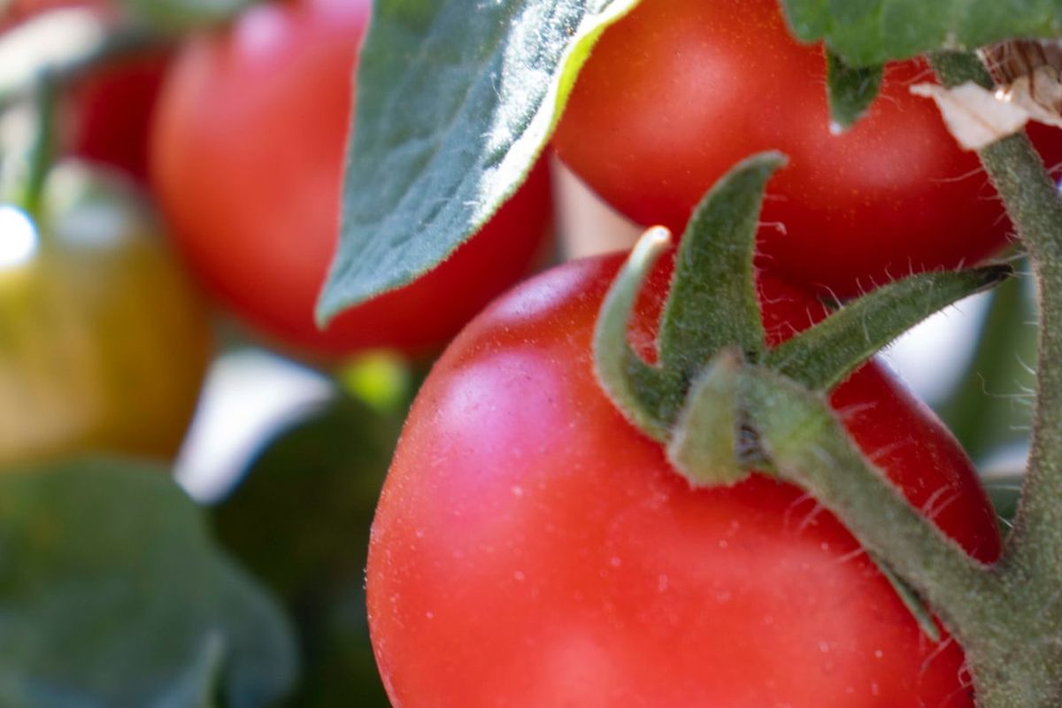 Ilustrasi tanaman tomat.