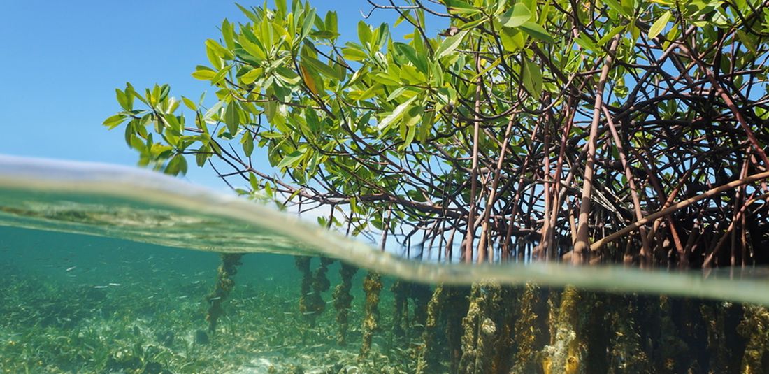 Ilustrasi mangrove (Rhizophora mangle) pohon bakau