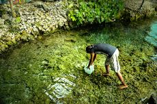 Jalan-jalan ke Maluku, Memberi Makan Belut Raksasa di Kolam Waiselaka