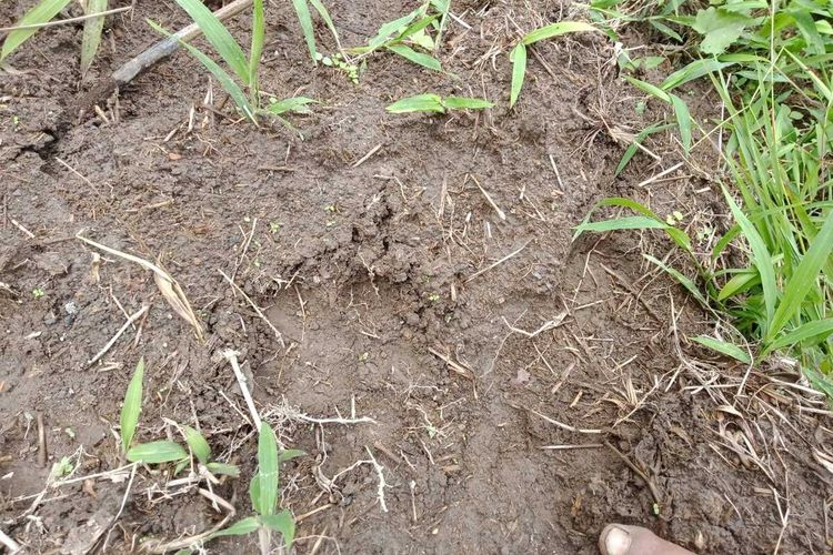 Seseorang memperlihatkan temuan jejak kaki harimau sumatera di Desa Mardinding, Kecamatan Tiganderket, Kabupaten Karo. Di desa ini, dua ekor lembu mengalami luka parah diduga akibat diterkam harimau sumatera (Panthera tigris sumatrae).