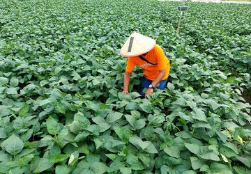 Mengapa Anak Muda Enggan Menjadi Petani? 