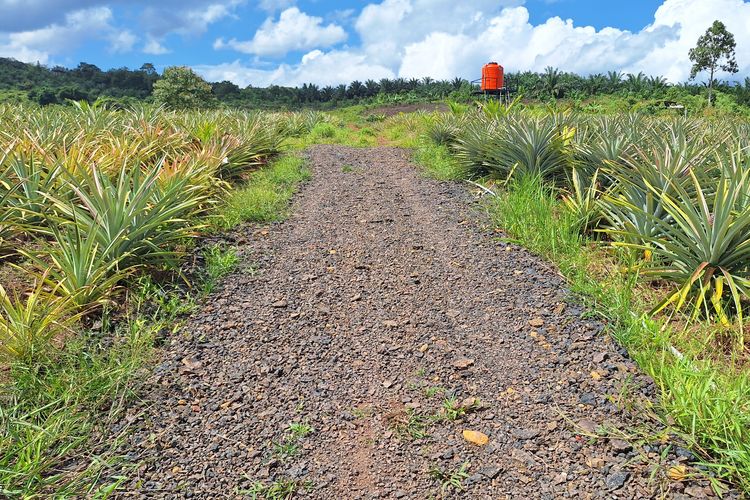 Jalur di perkebunan nanas Desa Tabarano yang telah dilapisi kerikil hasil pengolahan terak atau limbah (slag) nikel PT Vale Indonesia. Kini, para petani dapat dengan mudah mengakses kebun mereka. 