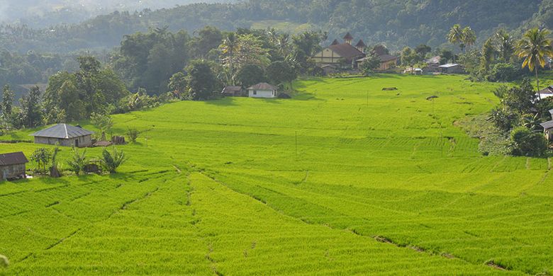 Sawah Lodok atau sawah Jaring Laba-Laba Beakalo di Lembah Ranggu-Kolang, Kelurahan Goloru, Kecamatan Kuwuh, Kabupaten Manggarai Barat, Flores, NTT, Minggu (31/3/2019).