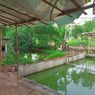 Cerita Warga yang Tercebur Saat Hendak Buang Air di Jamban Apung di Setu Tangsel