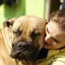 9 Fakta Menarik English Mastiff, Anjing Paling Besar di Dunia