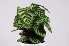 Calathea Beracun untuk Kucing, Benarkah?