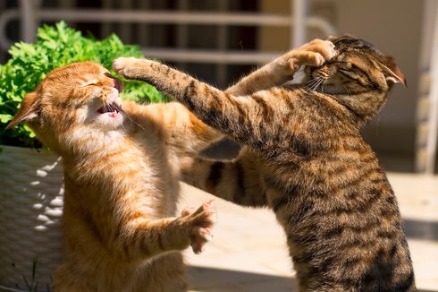 Kucing Peliharaan Berkelahi? Ini yang Harus Dilakukan