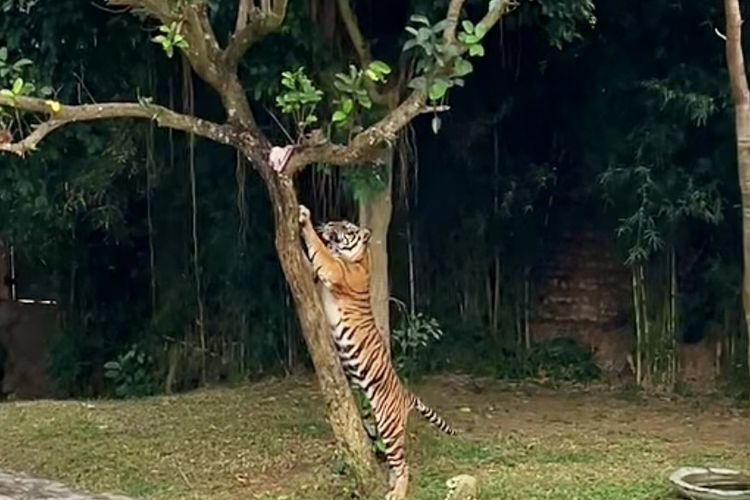 Harimau Sumatera berjenis kelamin betina bernama Vidi saat berusaha mengambil daging di atas pohon di Lembaga Konservasi (LK) Lembah Hijau, Minggu (13/8/2023).