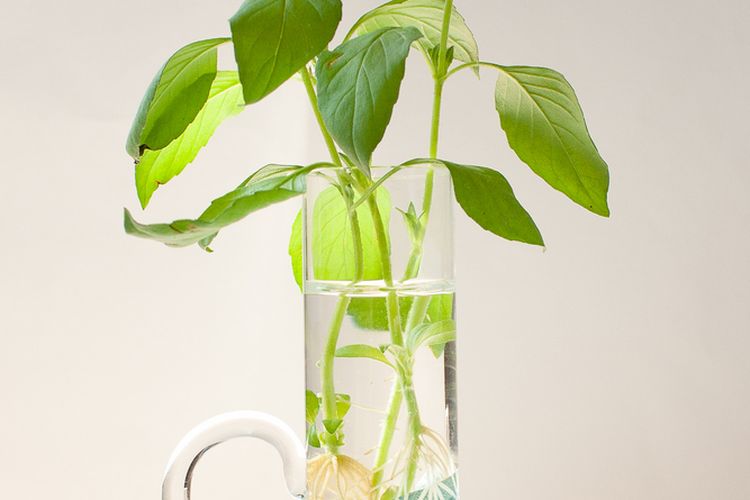 Ilustrasi menanam kemangi di air. 