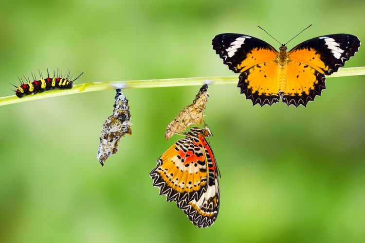 Metamorfosis kupu-kupu. Kupu-kupu dan ulat adalah spesies yang sama, tetapi berbeda tahap kehidupan. Sebelum menjadi kupu-kupu, ulat melalui tahapan evolusi di dalam kepompong.