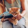 Cara Sederhana untuk Mencegah Bulu Kucing Rontok