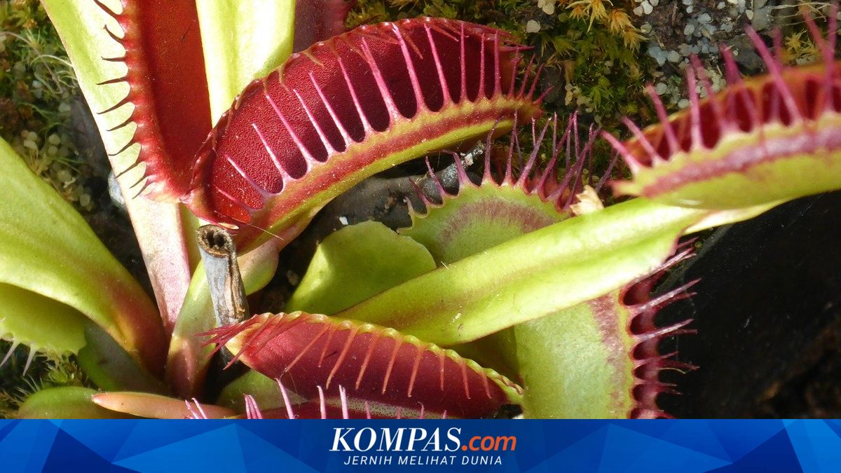 5 Tumbuhan dan Hewan yang Peka Terhadap Rangsangan, Siswa Yuk Belajar