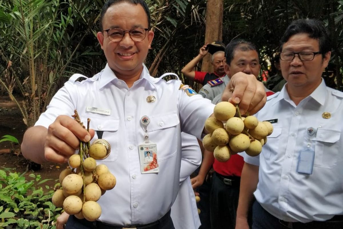 Gubernur DKI Jakarta Anies Baswedan menunjukkan duku condet khas Condet di Cagar Buah Condet, Jakarta Timur, Kamis (14/3/2019).