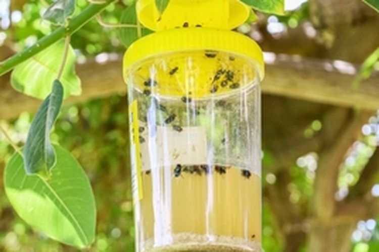 Ilustrasi perangkap lalat buah