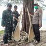 Tulang Ikan Raksasa Ditemukan Terdampar di Kepulauan Selayar Pasca-Gempa M 7,4 di NTT