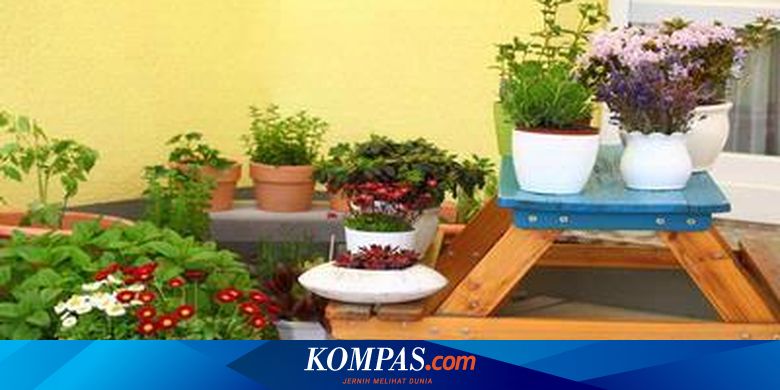 Taman Mini di Rumah Mungil