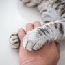3 Manfaat Pelihara Kucing untuk Kesehatan Mental