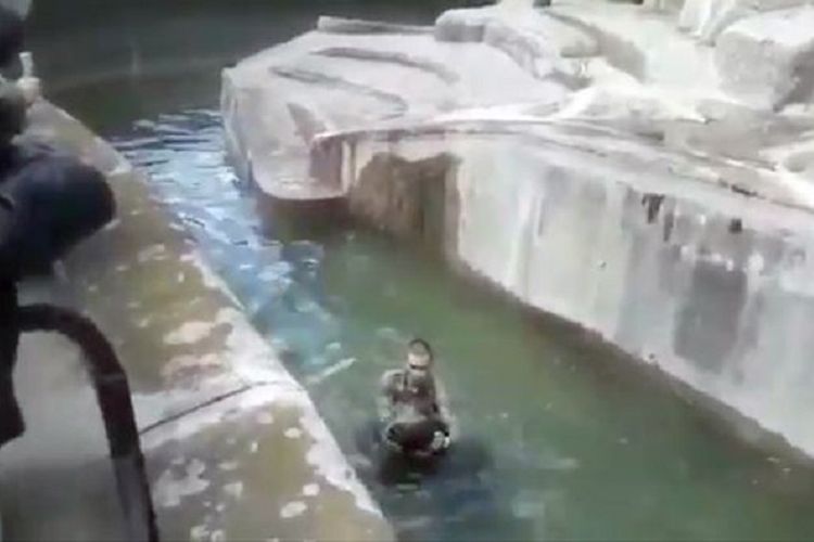 Tangkapan layar dari video yang beredar di Polandia memperlihatkan, seorang pengunjung pria yang mabuk masuk ke kandang beruang dan berusaha menenggalmkannya di kebun binatang Warsawa.