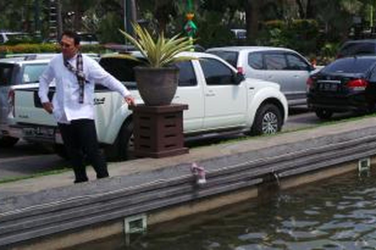 Gubernur DKI Jakarta Basuki Tjahaja Purnama melihat-lihat ikan di kolam Balai Kota, Kamis (10/9/2015). Rencananya Sabtu (12/9/2015) ini, Balai Kota mulai dibuka untuk umum. 