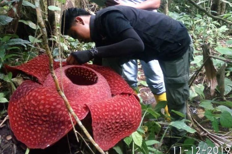 Petugas BKSDA Agam memeriksa bunga Rafflesia yang tumbuh di daerah itu