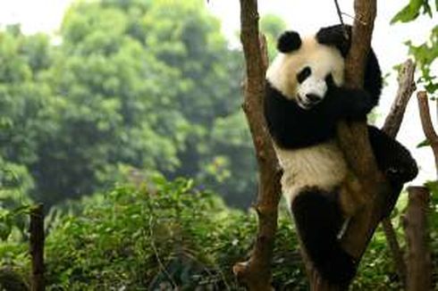 Chengdu, Rumah Panda China dengan Banyak Cerita